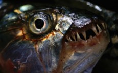  Most 'scary' freshwater creatures on the planet