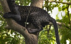 A genetic anomaly resulted in the discovery of an exceptionally uncommon BLACK leopard with dark fur surrounding its spots in an Indian park.