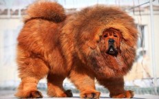 Top 5 fiercest dog breeds in the world