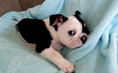 Bonsai, Sweet Dog Born Deformed