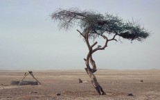 La increíble historia del árbol más solitario del mundo y cómo fue asesinado por un conductor ebrio