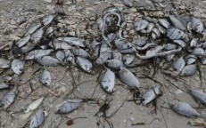Scary phenomenon causes thousands of creatures to die suddenly in the US