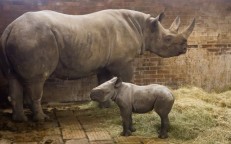 Endangered Baby Rhino Born in a Czech Zoo is Named After Kyiv 