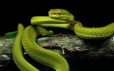 Top 10 Species Discovered in 2020 Include a Harry Potter Snake and Desert-Dwelling Broccoli