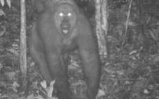 Camera Traps Reveal New Babies Born to World’s Rarest Great Ape Species, Sparking Hope For its Survival
