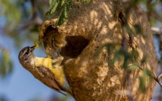 To trick predators, this crafty bird constructs a fake entrance to its nest.