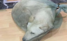 The dog was put in a sack to sell to people for dog meat.