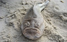 Este pez se esconde en la arena boca arriba mirando las estrellas, haciéndote olvidar que se estremece como una anguila