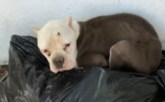 Pitbull was abandoned because he refused to fight.