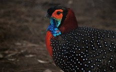 West Asian pheasant – a bird that likes to show off when attracting mates