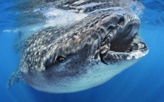 Whale Shark (Whale Shark) and basic information to know