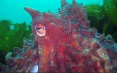 Great Pacific Octopus – discover mysterious animals