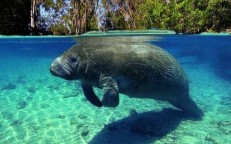Amazon Manatee and 6+ special information to know