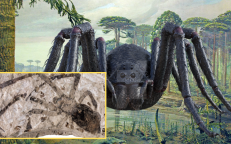 Discovered a Mesozoic period gigantic tarantula that is now extinct.