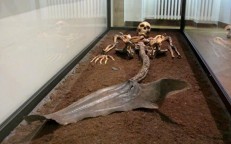 Los investigadores descubrieron un enorme cráneo de 146.000 años de antigüedad que se cree que pertenece a un niño dragón, lo que generó sensación en las redes sociales.