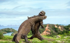 In a scenario reminiscent of a 1950s adventure film, enormous Komodo dragons engage in combat.