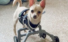 Disabled Dog Survives With Artificial Legs