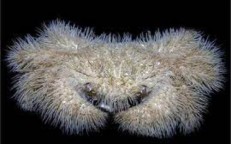 Discovered a new species of crab wearing a furry 