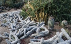 Diablo rastrero: las raras especies de cactus que pueden moverse por el desierto