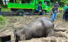 Three-hour race to rescue the mother and baby elephants stuck in the sewer