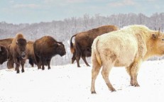 Why is the white bison considered a sacred symbol of the Lakota tribe?