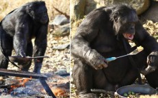 Kanzi: The chimpanzee is extremely intelligent, able to light a fire and cook food by himself