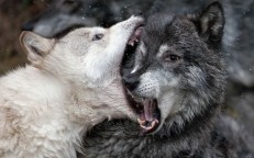 Alpha male wolves do not exist in the wild!