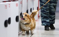  Adorable corgi dog  announced his retirement from the police dog career After serving the country for up to 7 years