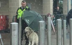 He sacrificed his umbrella for a dog waiting for its mother in the rain