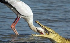 The truth behind the photo of a stork with its head in the crocodile's mouth