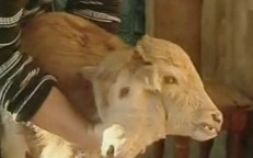Two-headed calf in Georgia