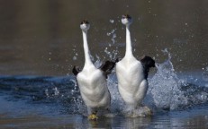 This is the only bird that can walk on water