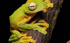 Top 6 Weirdest Frogs & Toads