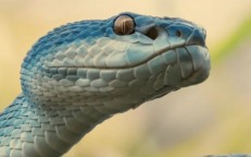 The Top 5 Strangest Snakes in the World
