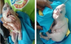 Mutant piglet born with elephant trunk with animal hailed as sign of good fortune