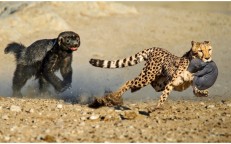 The ratel defends his young from the leopard!