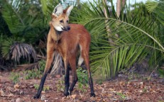 A Maned Wolf in South America with a charming appearance, not a deer, wolf, or fox.