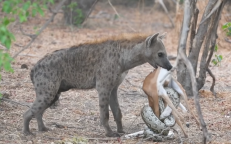 Impala Baby Tries Escaping Python & Hyena