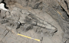Canada : Α 17m “sea dragon” fossil discovered going back roughly 246 million years
