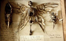 Scared To Find A Small, Winged Human Skeleton In The Basement Of An Old House In London