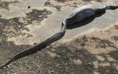 5 greedy snakes who have to die tragically because they devour and do not look at their strength
