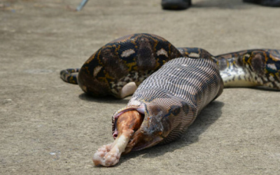 Thrilling capture of a 5 meter python that eats a cat in Pathum Thani