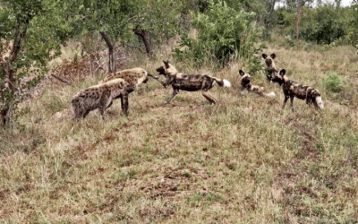 Wild Dog & Hyena Punching Match