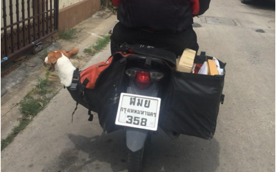 Thai postman not enough help sending letters. He also helped send a dog who was hit by a car to be treated.
