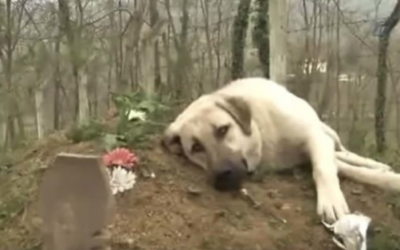 The dog lies in his owner's grave every time he visits the cemetery. It still loves him the same.