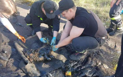Little dog stuck in tar pit Barking for help until exhaustion. Fortunately, someone heard it.