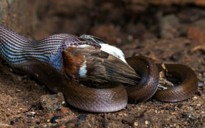 Snake Swallows Bird 3 Times its Size