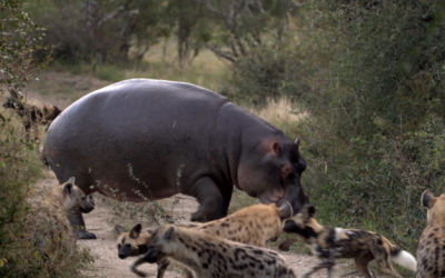 Battle between Wild Dogs, Hyenas, Hippos & 2 Impalas