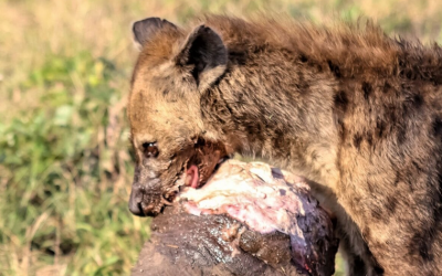Hyena Gets Away With Elephant’s Giant Foot
