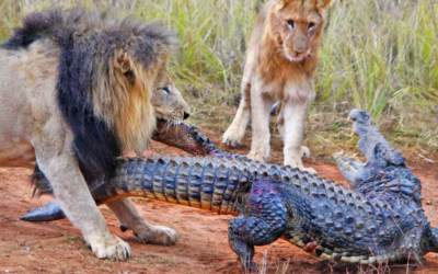 Lions Attack Crocodile Walking on Land